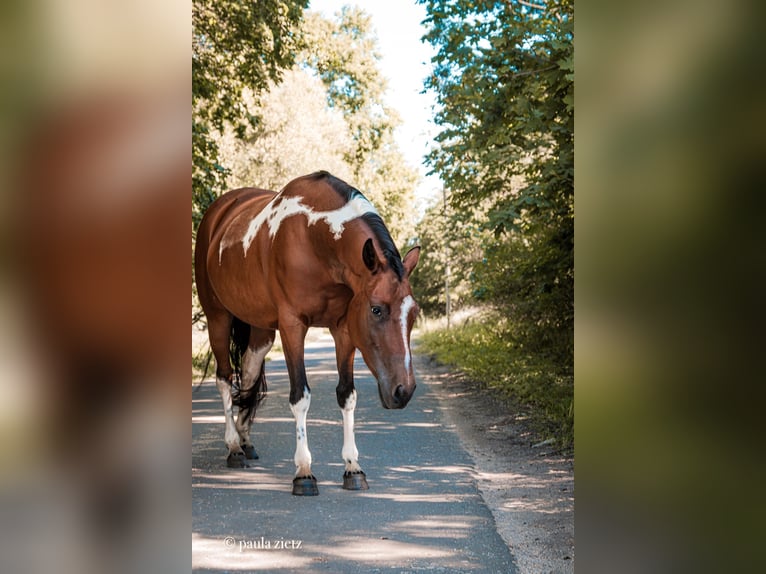 Lewitzer Giumenta 8 Anni 147 cm Tobiano-tutti i colori in Perleberg