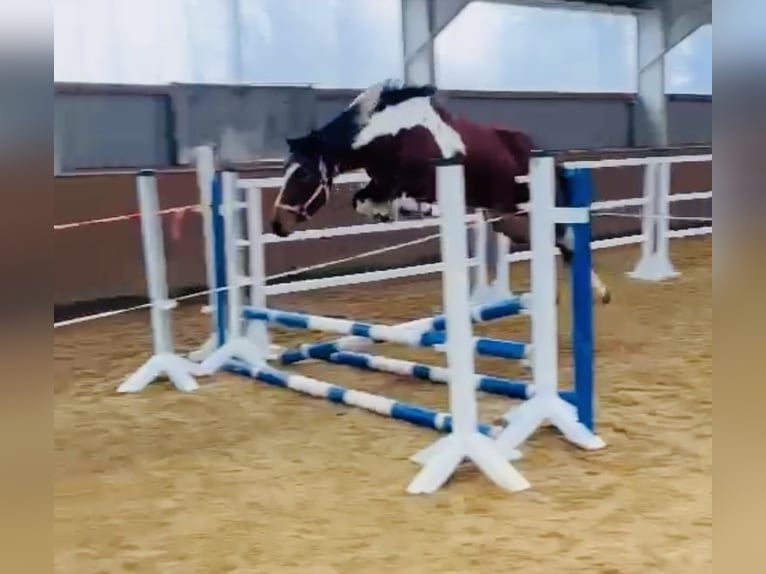 Lewitzer Giumenta 8 Anni 147 cm Tobiano-tutti i colori in Perleberg