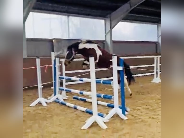 Lewitzer Giumenta 8 Anni 147 cm Tobiano-tutti i colori in Perleberg