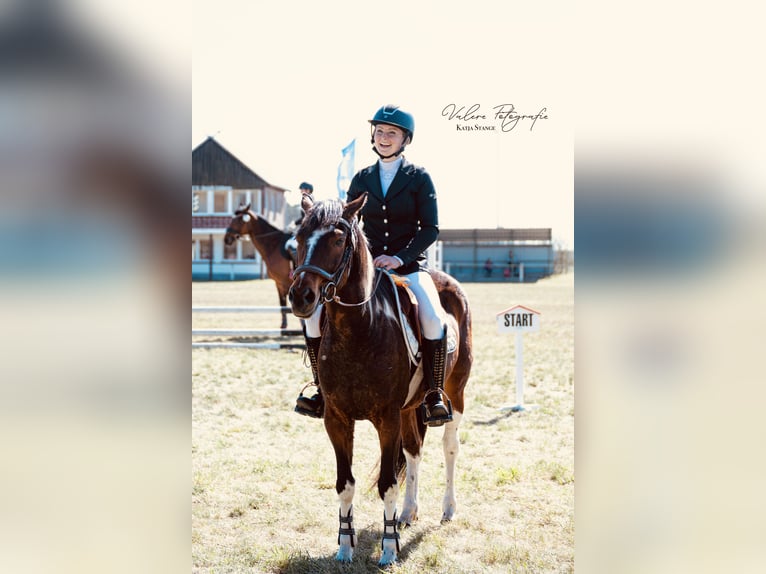 Lewitzer Giumenta 8 Anni 147 cm Tobiano-tutti i colori in Perleberg