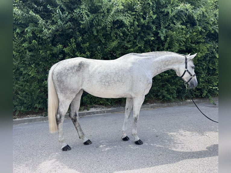 Lewitzer Giumenta 8 Anni 169 cm Grigio in Csömör