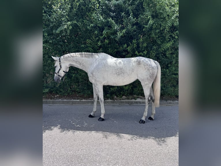 Lewitzer Giumenta 8 Anni 169 cm Grigio in Csömör