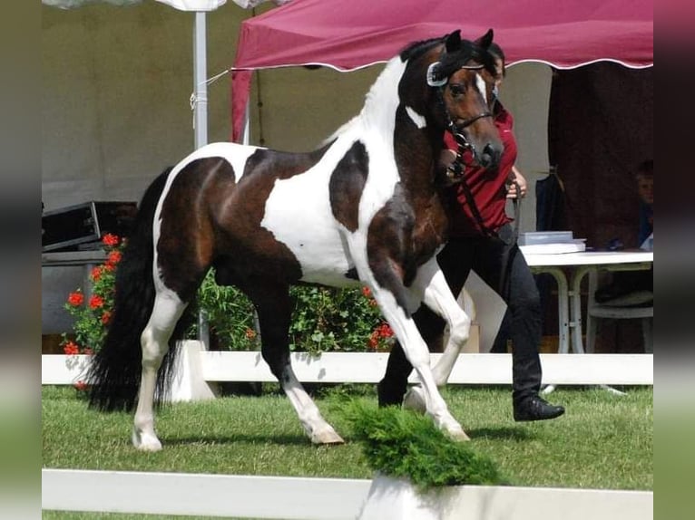 Lewitzer Hengst 18 Jaar 141 cm Gevlekt-paard in Neustadt-Glewe