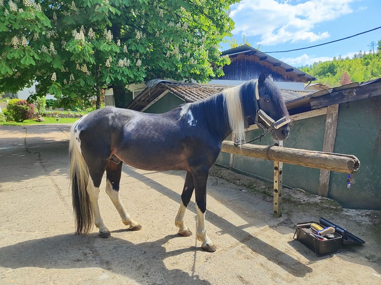 Lewitzer Hengst 19 Jaar 150 cm Gevlekt-paard in Bachenberg