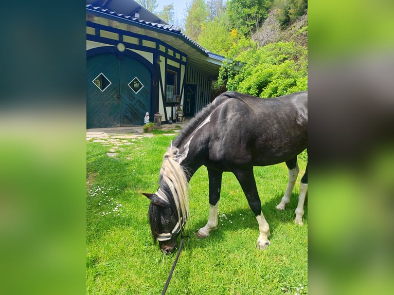 Lewitzer Hengst 19 Jahre 150 cm Schecke in Bachenberg