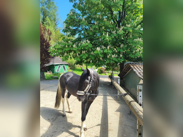 Lewitzer Hengst 19 Jahre 150 cm Schecke in Bachenberg