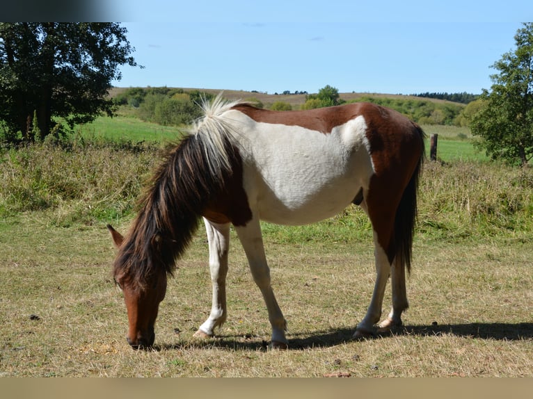 Lewitzer Mix Hengst 1 Jaar 140 cm Gevlekt-paard in Templin