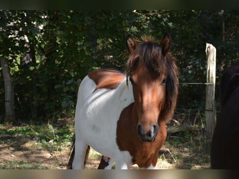 Lewitzer Mix Hengst 1 Jaar 140 cm Gevlekt-paard in Templin