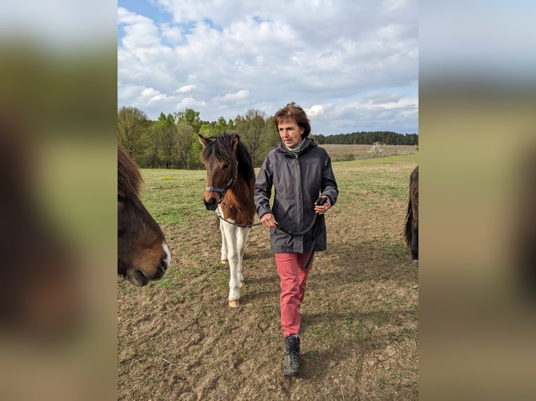 Lewitzer Mix Hengst 1 Jaar 140 cm Gevlekt-paard in Templin