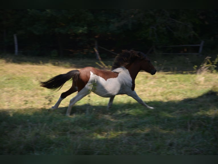 Lewitzer Mix Hengst 1 Jaar 140 cm Gevlekt-paard in Templin