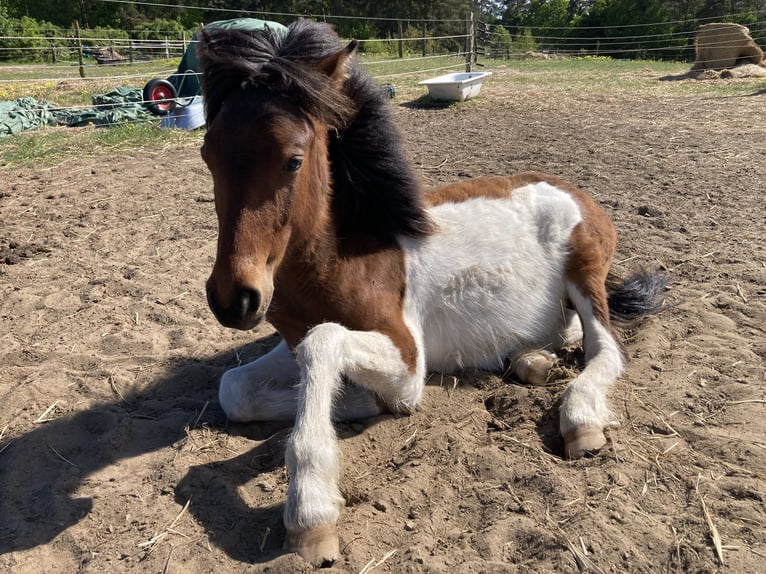 Lewitzer Mix Hengst 1 Jaar 140 cm Gevlekt-paard in Templin