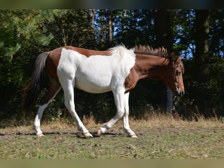 Lewitzer Mix Hengst 1 Jaar 140 cm Gevlekt-paard in Templin