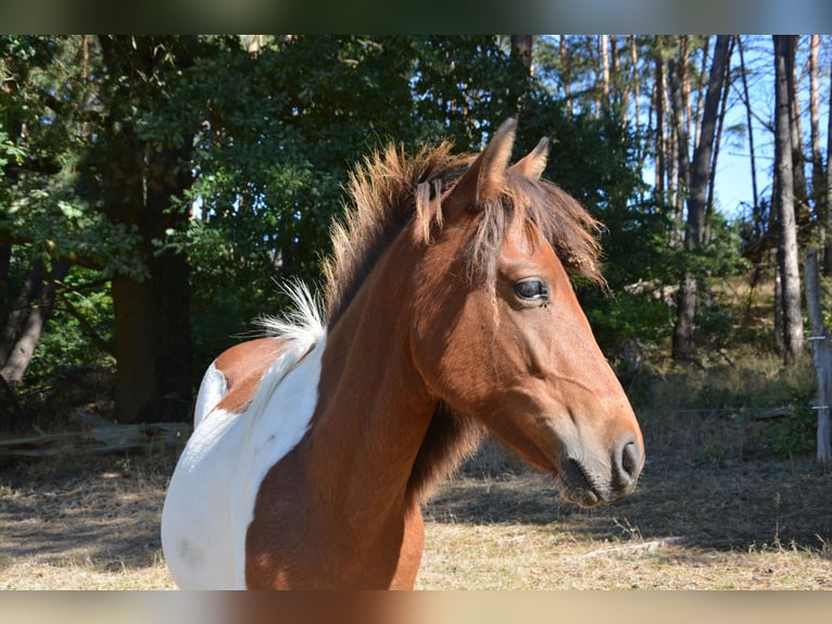 Lewitzer Mix Hengst 1 Jaar 140 cm Gevlekt-paard in Templin