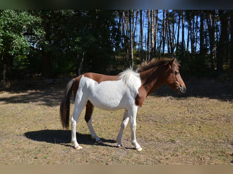 Lewitzer Mix Hengst 1 Jaar 140 cm Gevlekt-paard in Templin