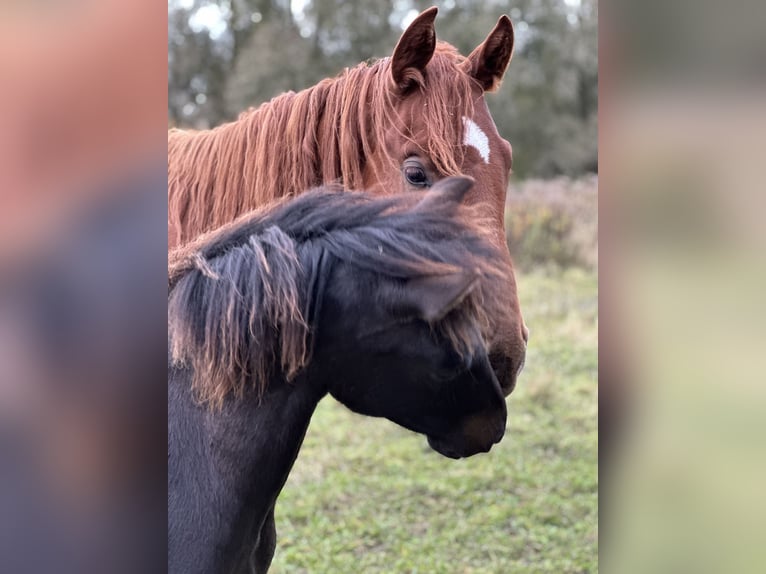 Lewitzer Hengst 1 Jaar 145 cm Donkerbruin in Velpke