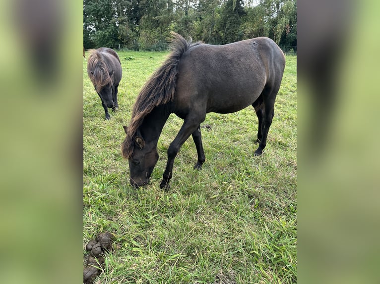 Lewitzer Hengst 1 Jaar 145 cm Donkerbruin in Velpke