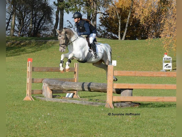 Lewitzer Hengst 1 Jaar 148 cm Tobiano-alle-kleuren in Mörsdorf