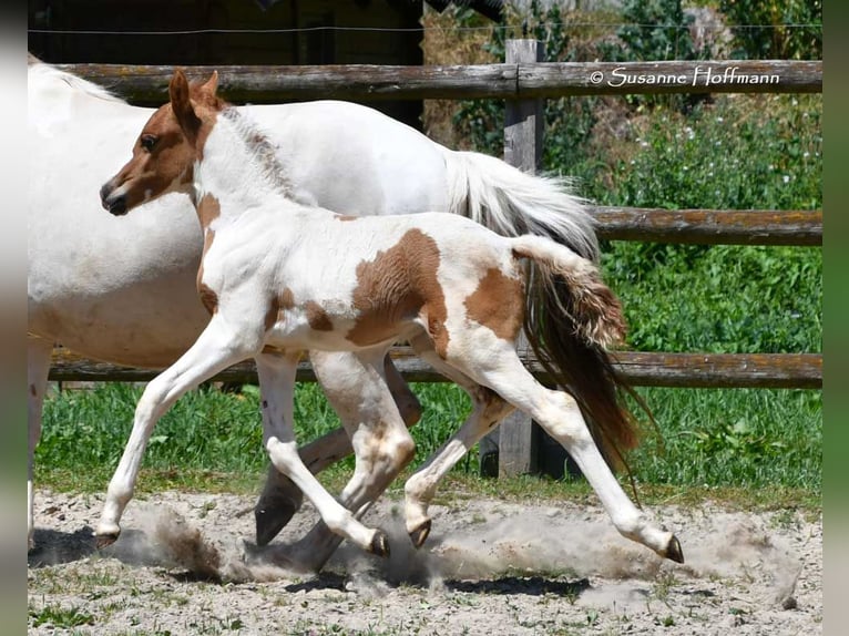 Lewitzer Hengst 1 Jaar 148 cm Tobiano-alle-kleuren in Mörsdorf