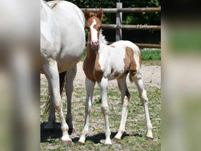 Lewitzer Hengst 1 Jaar 148 cm Tobiano-alle-kleuren in Mörsdorf