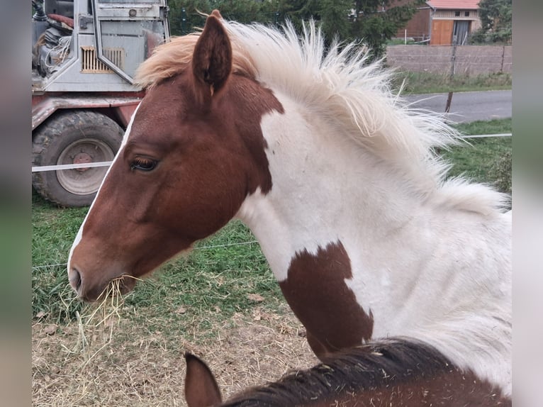 Lewitzer Mix Hengst 1 Jaar 160 cm Gevlekt-paard in Heldburg