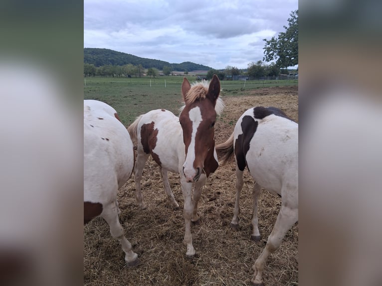 Lewitzer Mix Hengst 1 Jaar 160 cm Gevlekt-paard in Heldburg