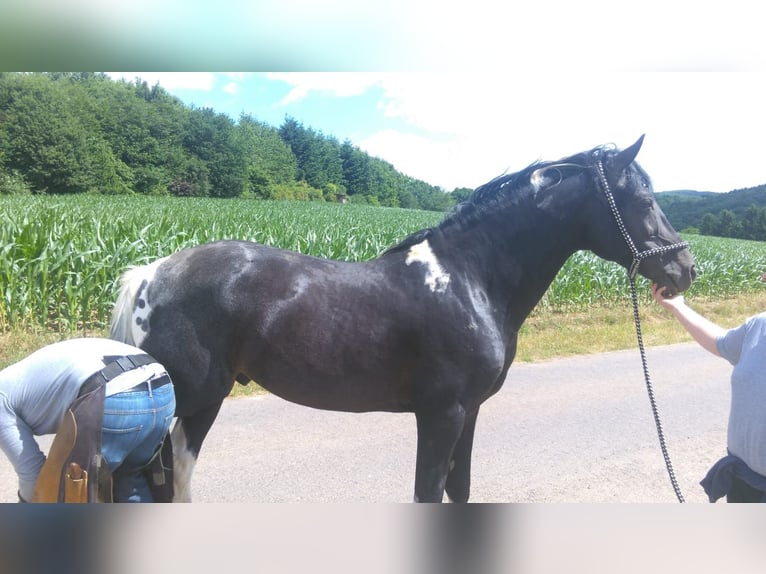Lewitzer Mix Hengst 1 Jaar Gevlekt-paard in Windeck