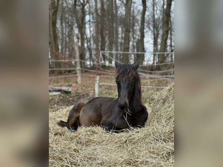Lewitzer Hengst 1 Jahr 145 cm Dunkelbrauner in Velpke