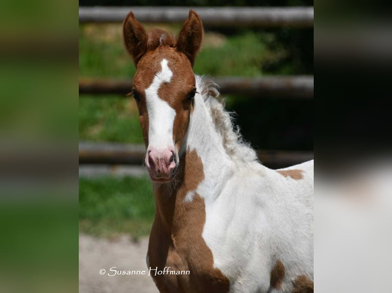 Lewitzer Hengst 1 Jahr 148 cm Tobiano-alle-Farben in Mörsdorf