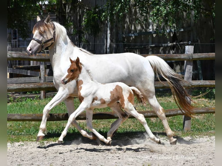 Lewitzer Hengst 1 Jahr 148 cm Tobiano-alle-Farben in Mörsdorf