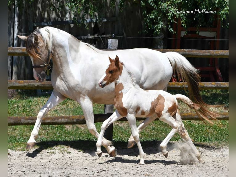 Lewitzer Hengst 1 Jahr 148 cm Tobiano-alle-Farben in Mörsdorf