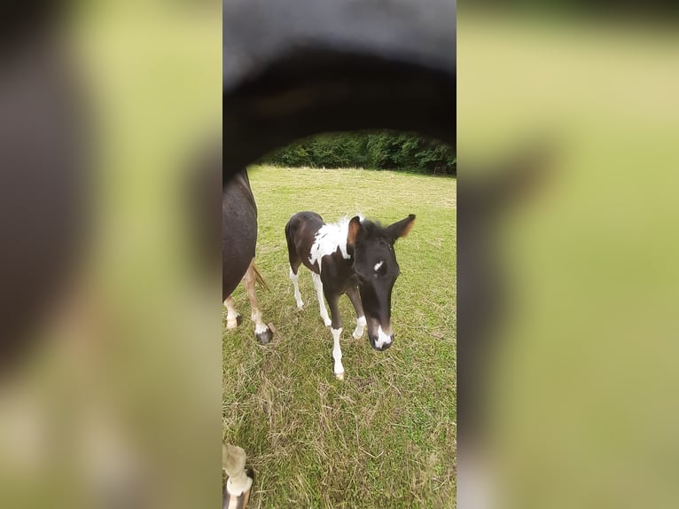 Lewitzer Hengst 1 Jahr Schecke in Luckenbach