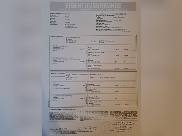 Lewitzer Hengst 2 Jaar 135 cm Gevlekt-paard in S&#xF6;mmerda OT Schillingstedt