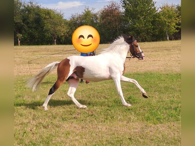 Lewitzer Hengst 2 Jaar 135 cm Gevlekt-paard in S&#xF6;mmerda OT Schillingstedt