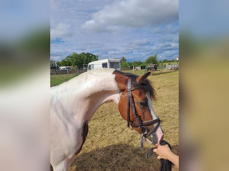 Lewitzer Hengst 2 Jaar 135 cm Gevlekt-paard in S&#xF6;mmerda OT Schillingstedt