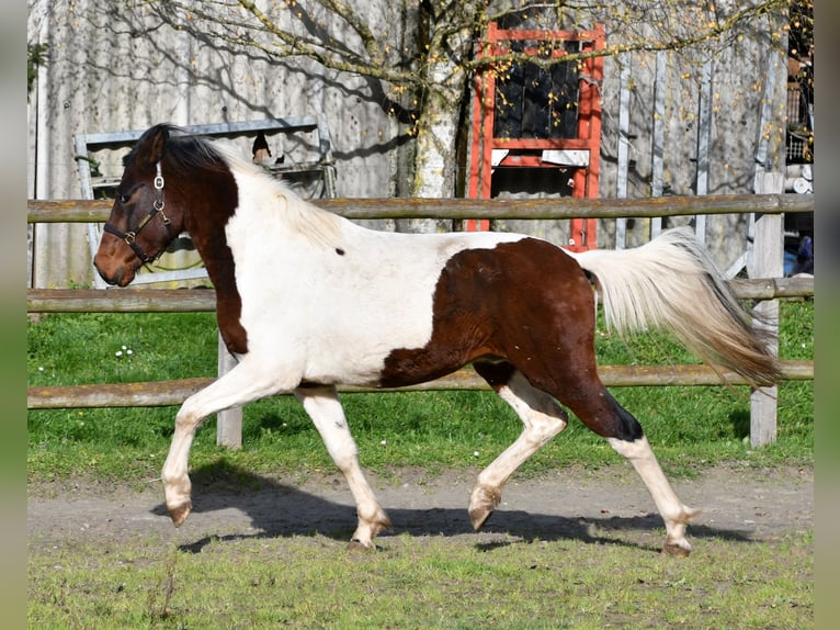 Lewitzer Hengst 2 Jaar 147 cm Tobiano-alle-kleuren in Mörsdorf
