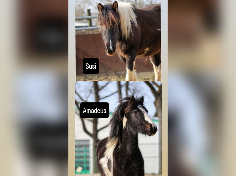 Lewitzer Hengst 2 Jaar Gevlekt-paard in Luckenbach