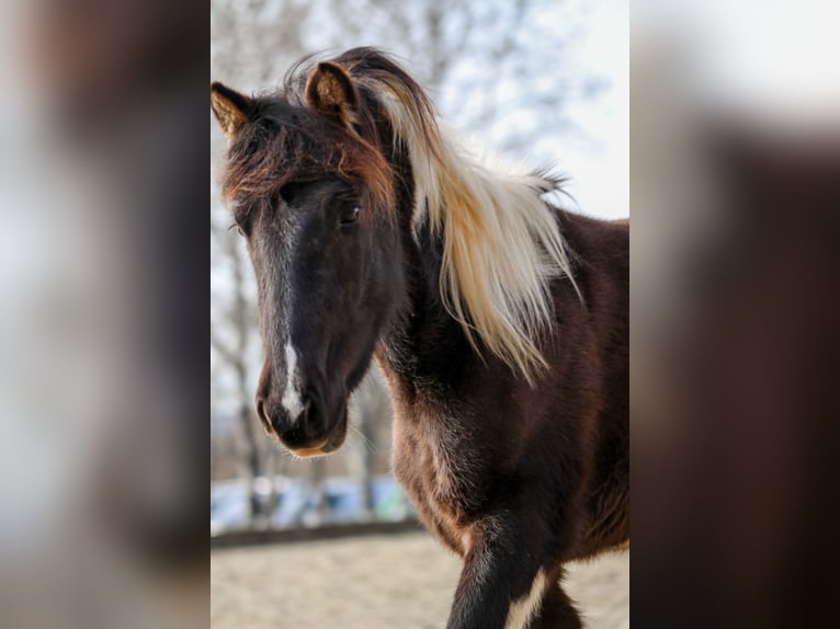 Lewitzer Hengst 2 Jaar Gevlekt-paard in Luckenbach