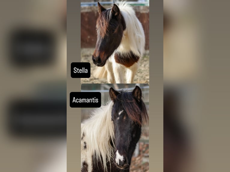 Lewitzer Hengst 2 Jaar Gevlekt-paard in Luckenbach