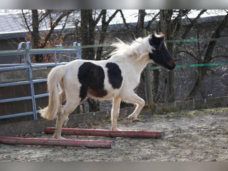 Lewitzer Hengst 2 Jaar Gevlekt-paard in Luckenbach