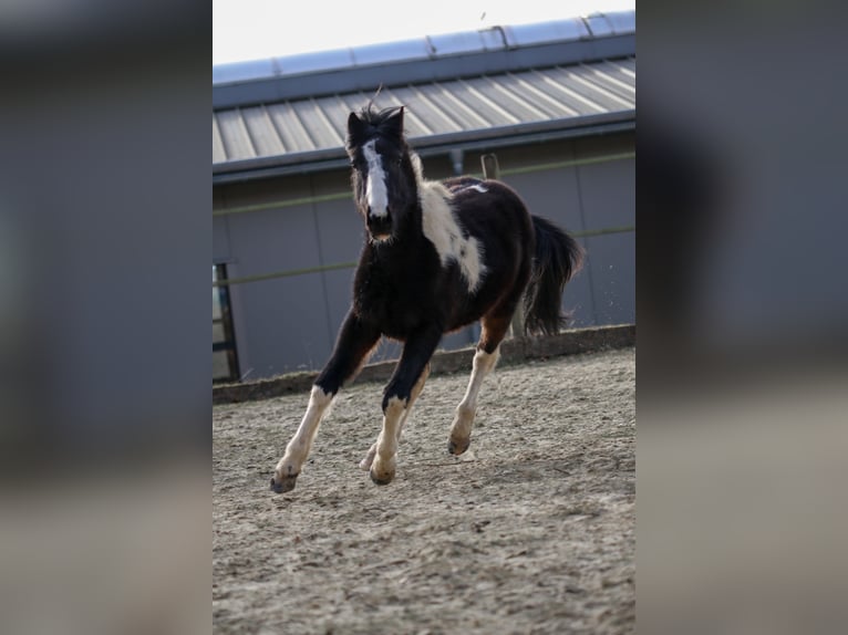 Lewitzer Hengst 2 Jaar Gevlekt-paard in Luckenbach