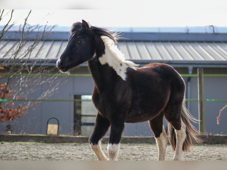 Lewitzer Hengst 2 Jaar Gevlekt-paard in Luckenbach
