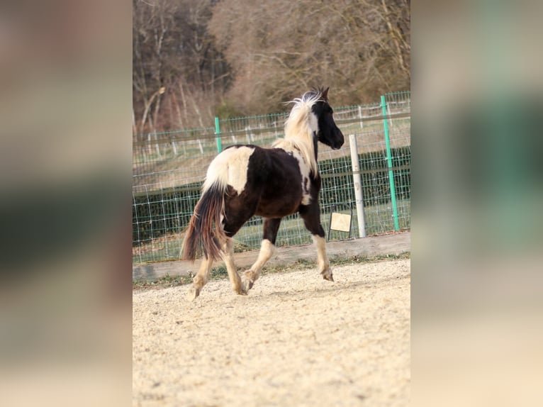 Lewitzer Hengst 2 Jaar Gevlekt-paard in Luckenbach