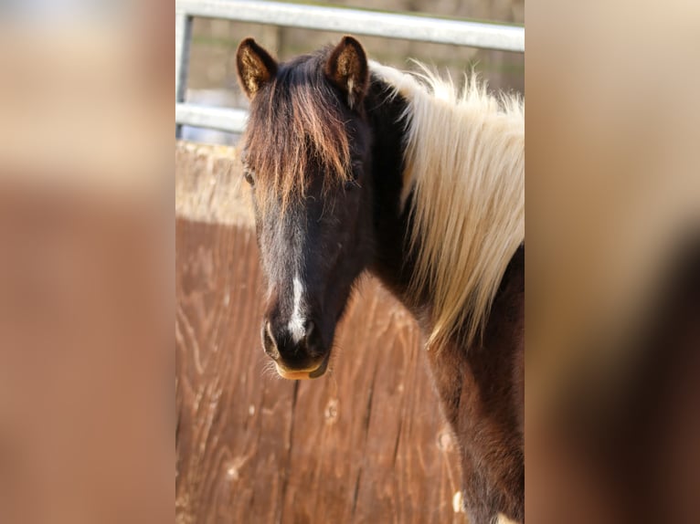 Lewitzer Hengst 2 Jaar Gevlekt-paard in Luckenbach
