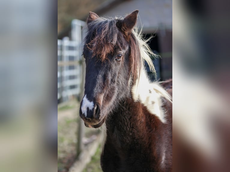 Lewitzer Hengst 2 Jaar Gevlekt-paard in Luckenbach