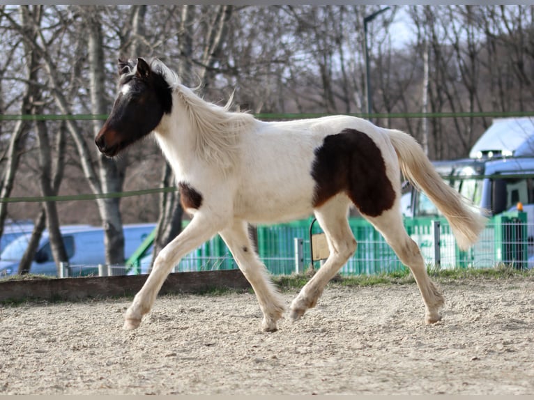 Lewitzer Hengst 2 Jaar Gevlekt-paard in Luckenbach