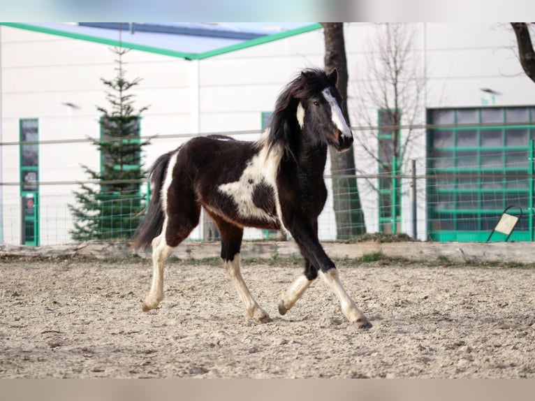 Lewitzer Hengst 2 Jaar Gevlekt-paard in Luckenbach