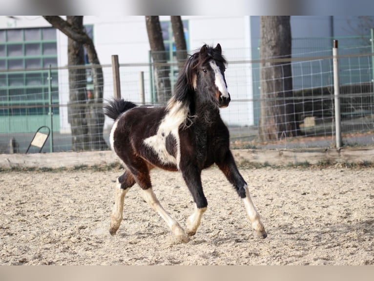 Lewitzer Hengst 2 Jaar Gevlekt-paard in Luckenbach