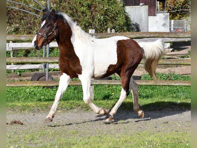 Lewitzer Hengst 2 Jahre 147 cm Tobiano-alle-Farben in Mörsdorf