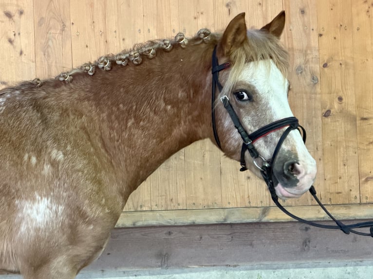 Lewitzer Mix Hengst 3 Jaar 125 cm Gevlekt-paard in Riedlingen
