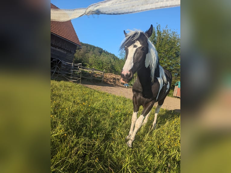 Lewitzer Mix Hengst 3 Jaar 128 cm Gevlekt-paard in Mistelgau